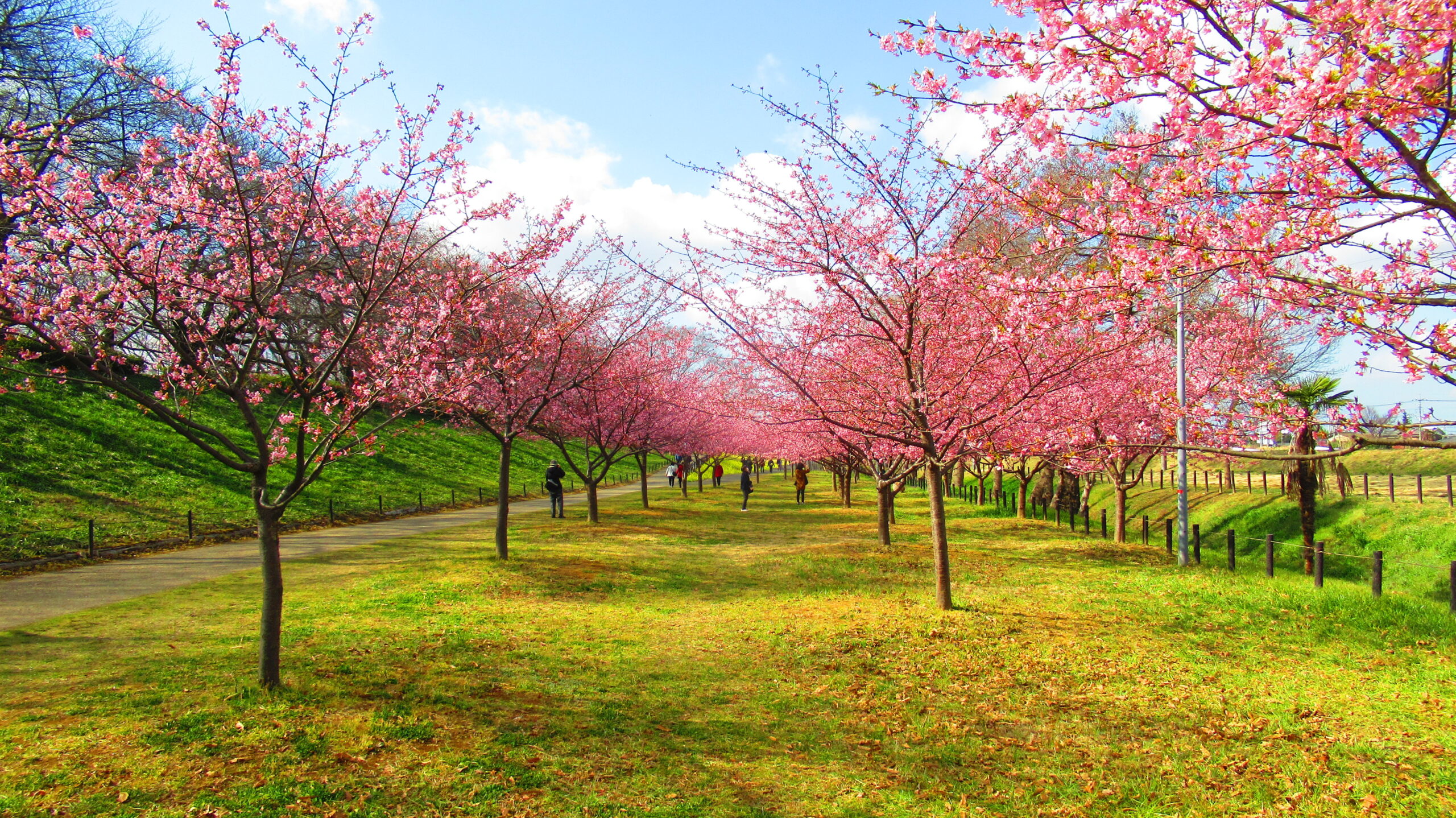 河津桜 - 県営権現堂公園