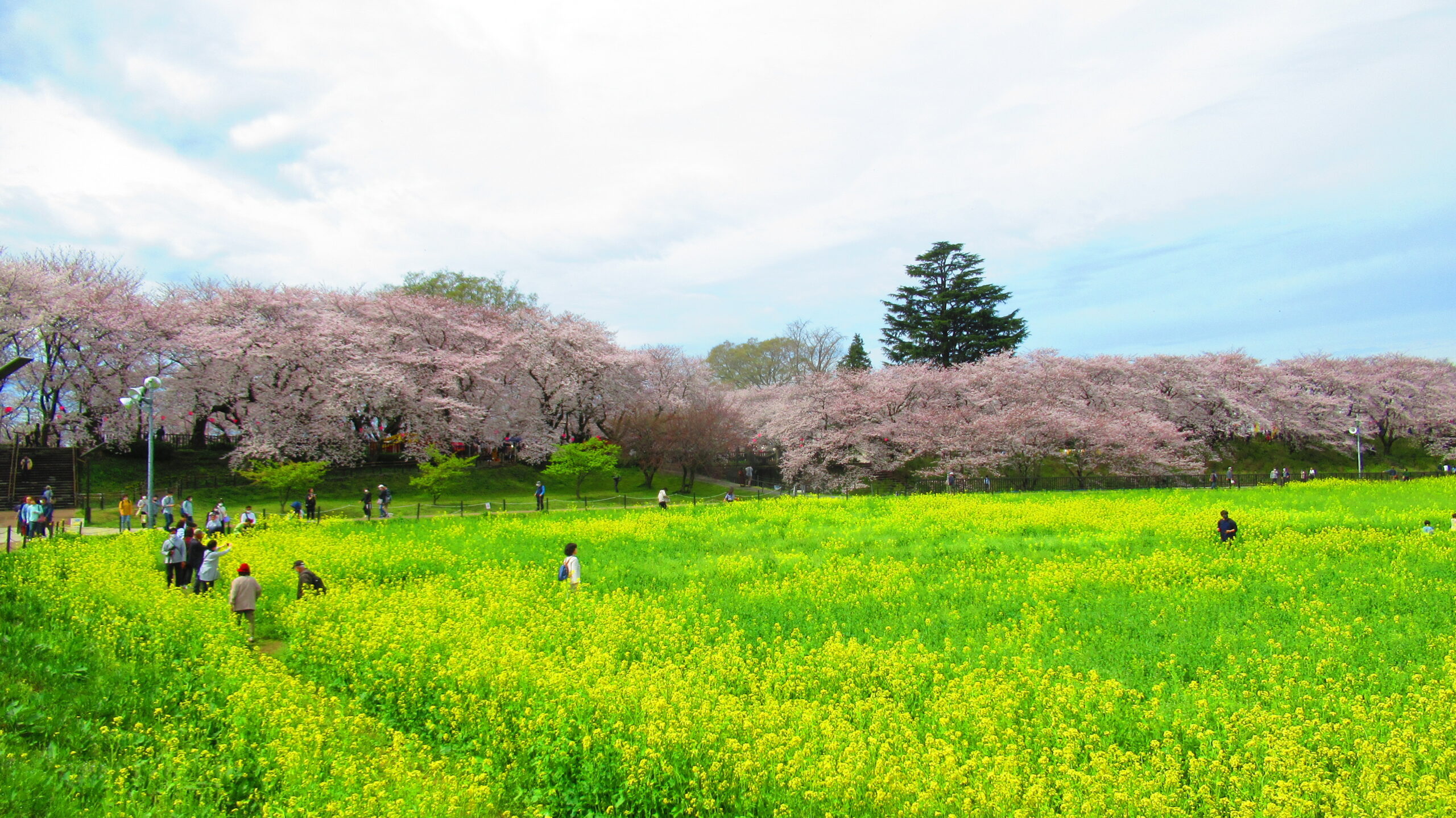 ソメイヨシノ＆菜の花 - 県営権現堂公園