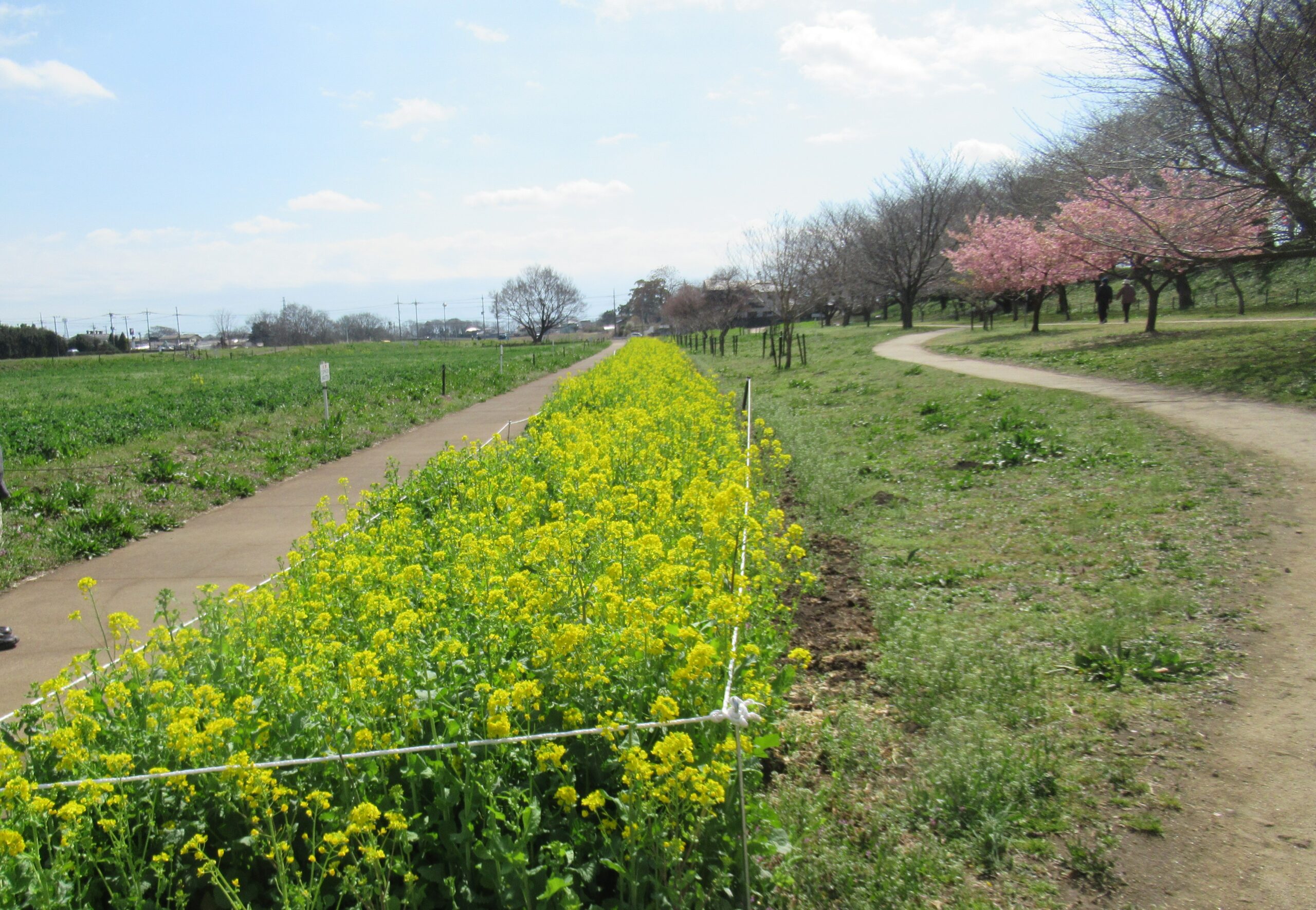菜の花 - 県営権現堂公園
