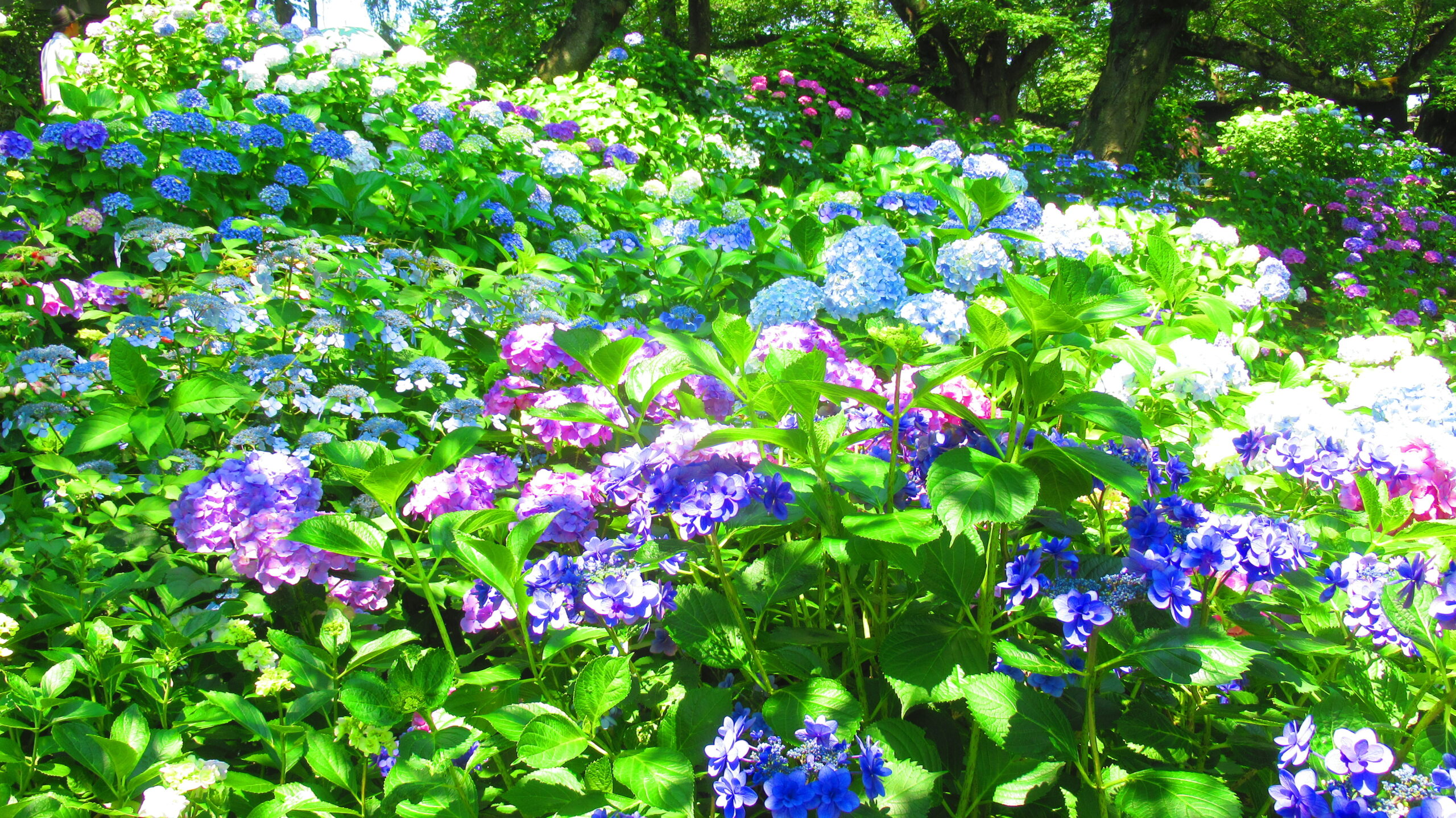 あじさい あじさい - 県営権現堂公園