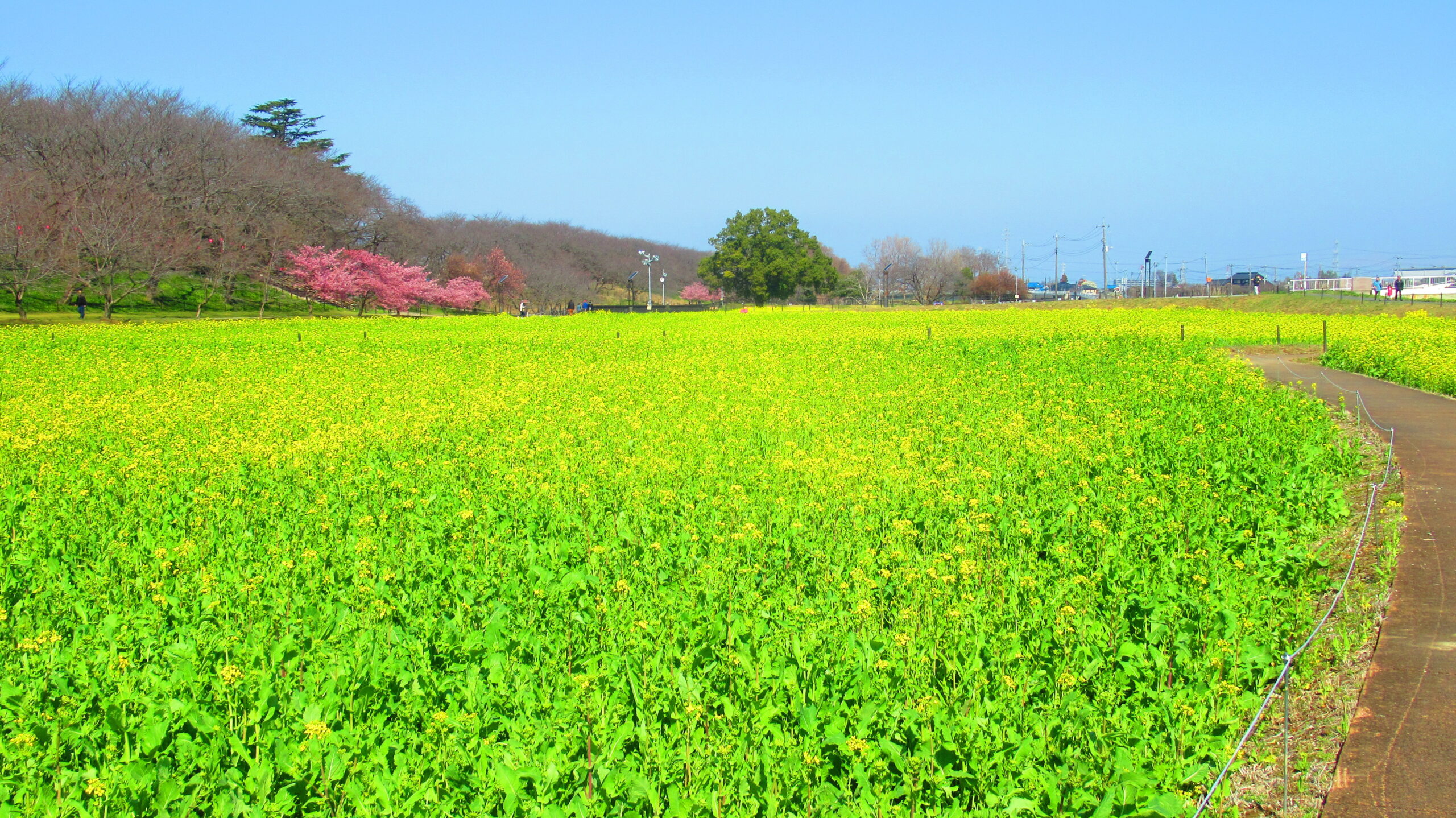 菜の花 - 県営権現堂公園