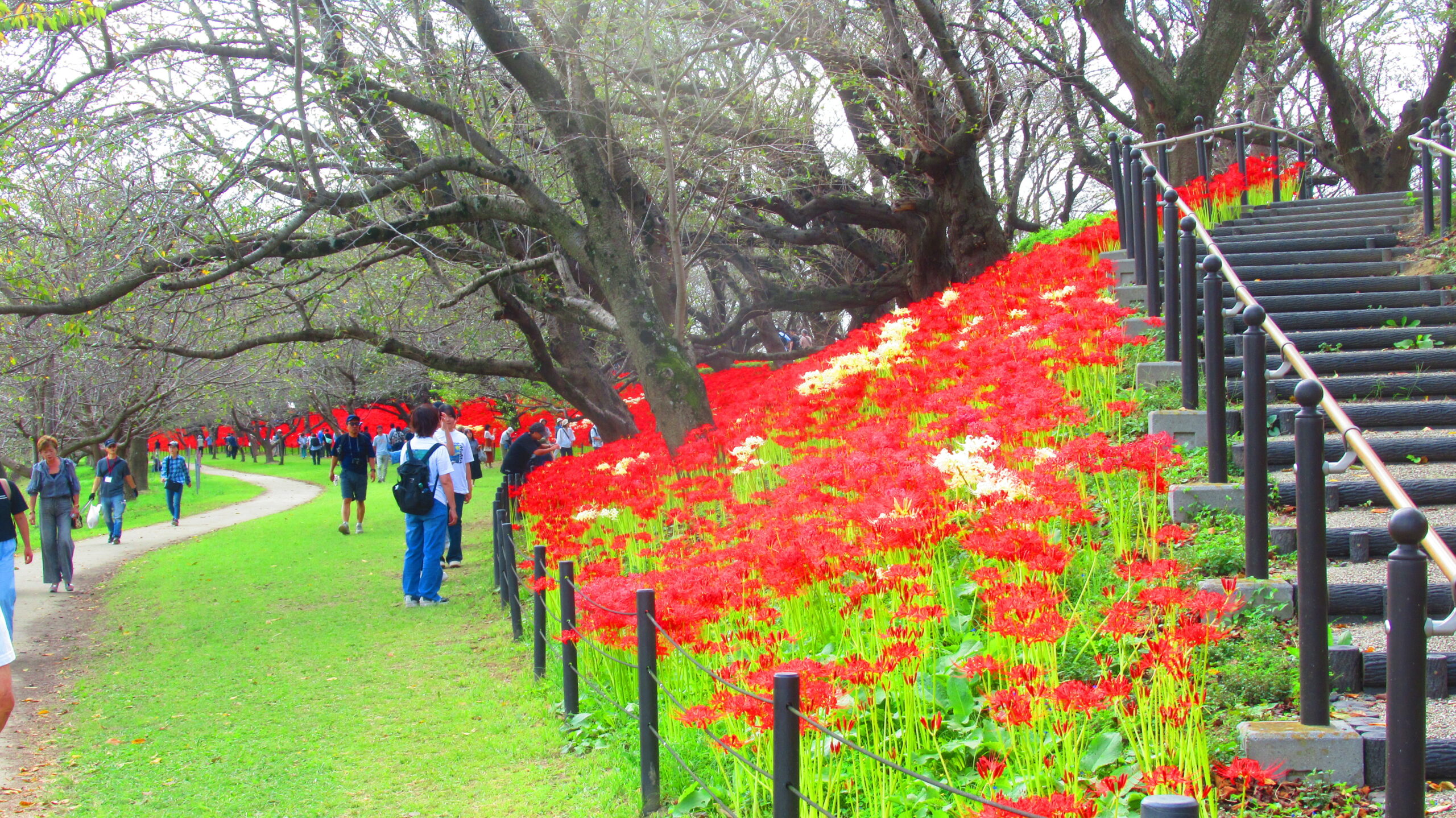 権現堂 曼珠沙華 - 県営権現堂公園